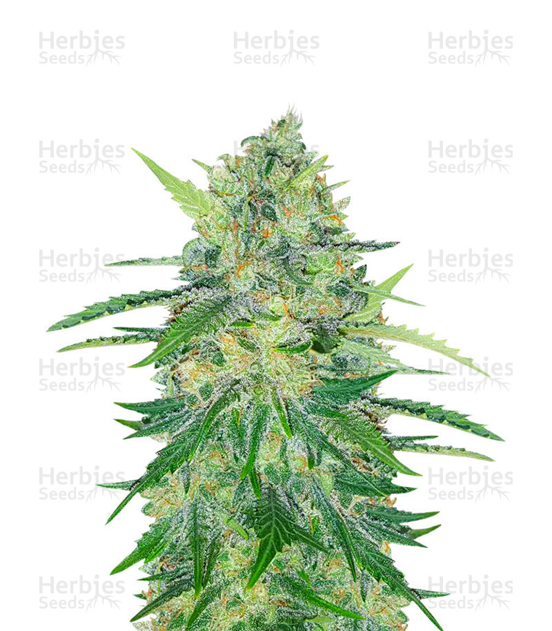 herbies seeds