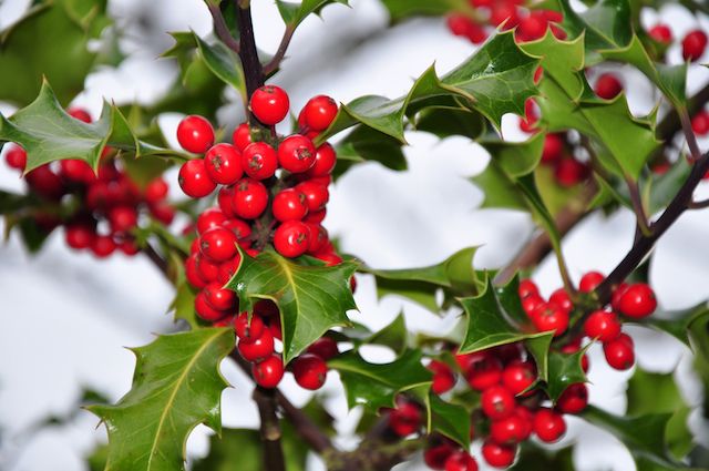 holly berries images