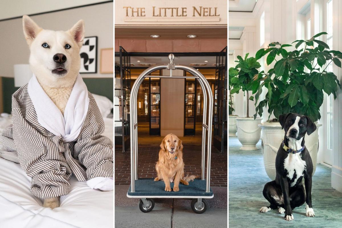 hotels near me that accept pets