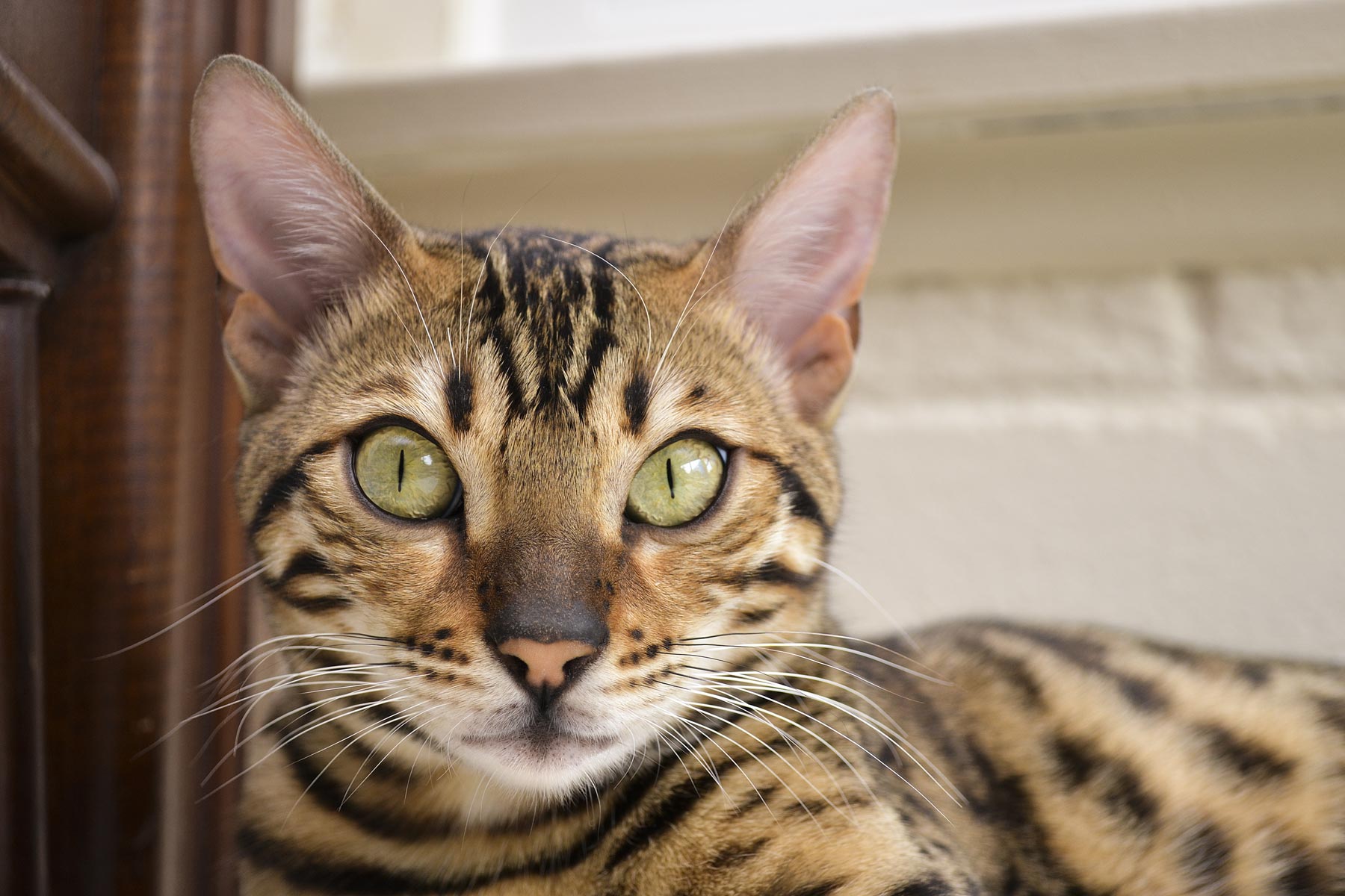 how much does a bengal house cat cost