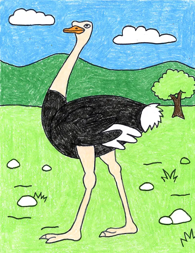 how to draw an ostrich