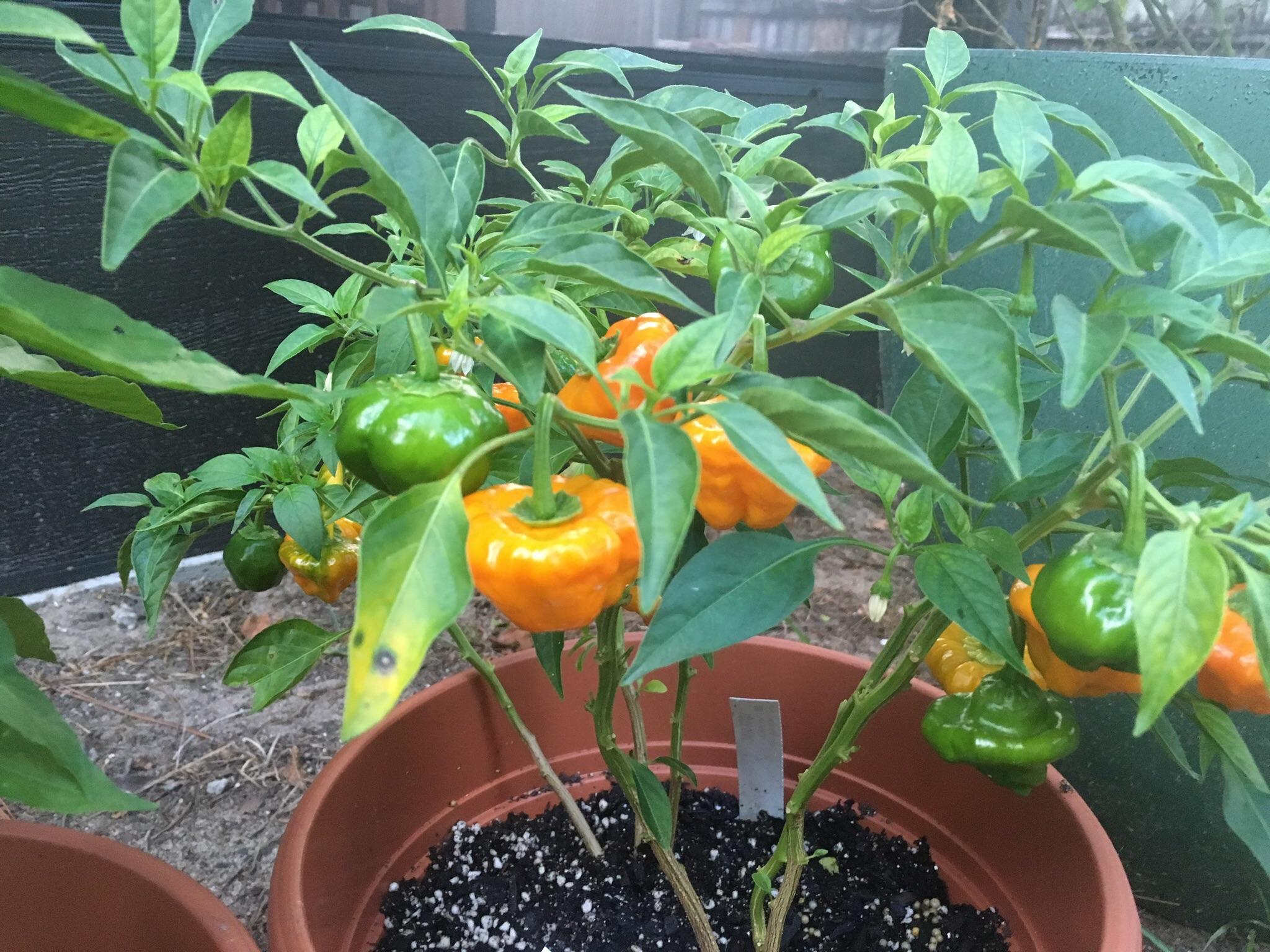 how to grow scotch bonnet peppers