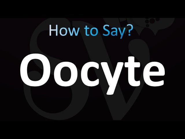 how to pronounce oocyte