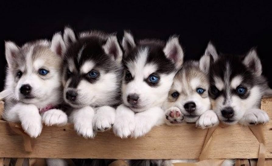 husky dogs and puppies