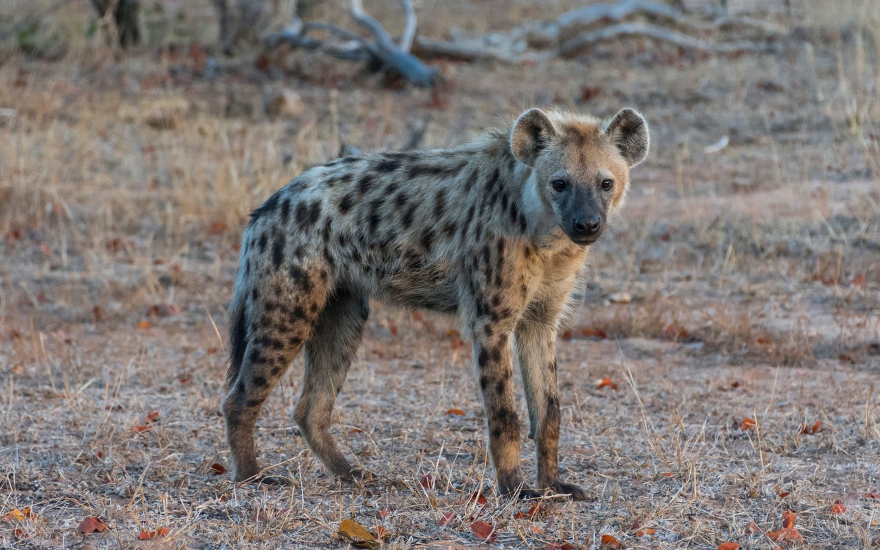 hyena ai chat