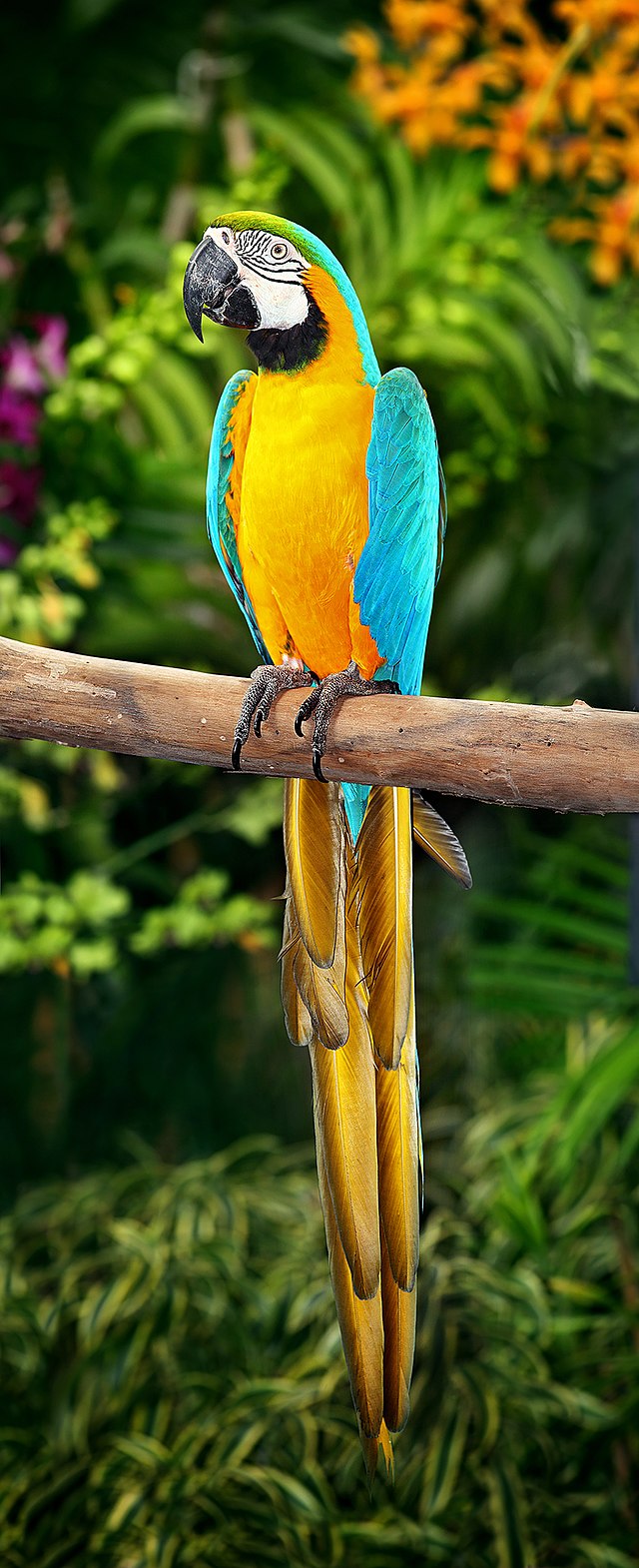 images of parrot bird