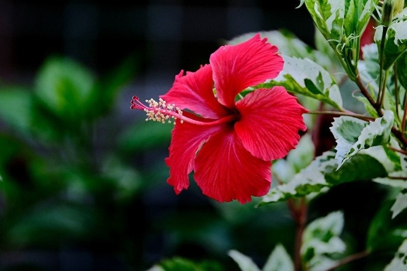 is a hibiscus plant poisonous to cats