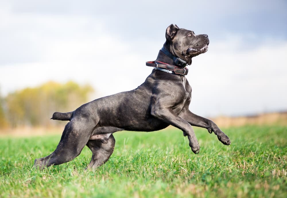 is cane corso dangerous