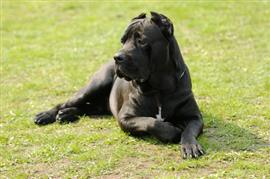 italian cane corso names