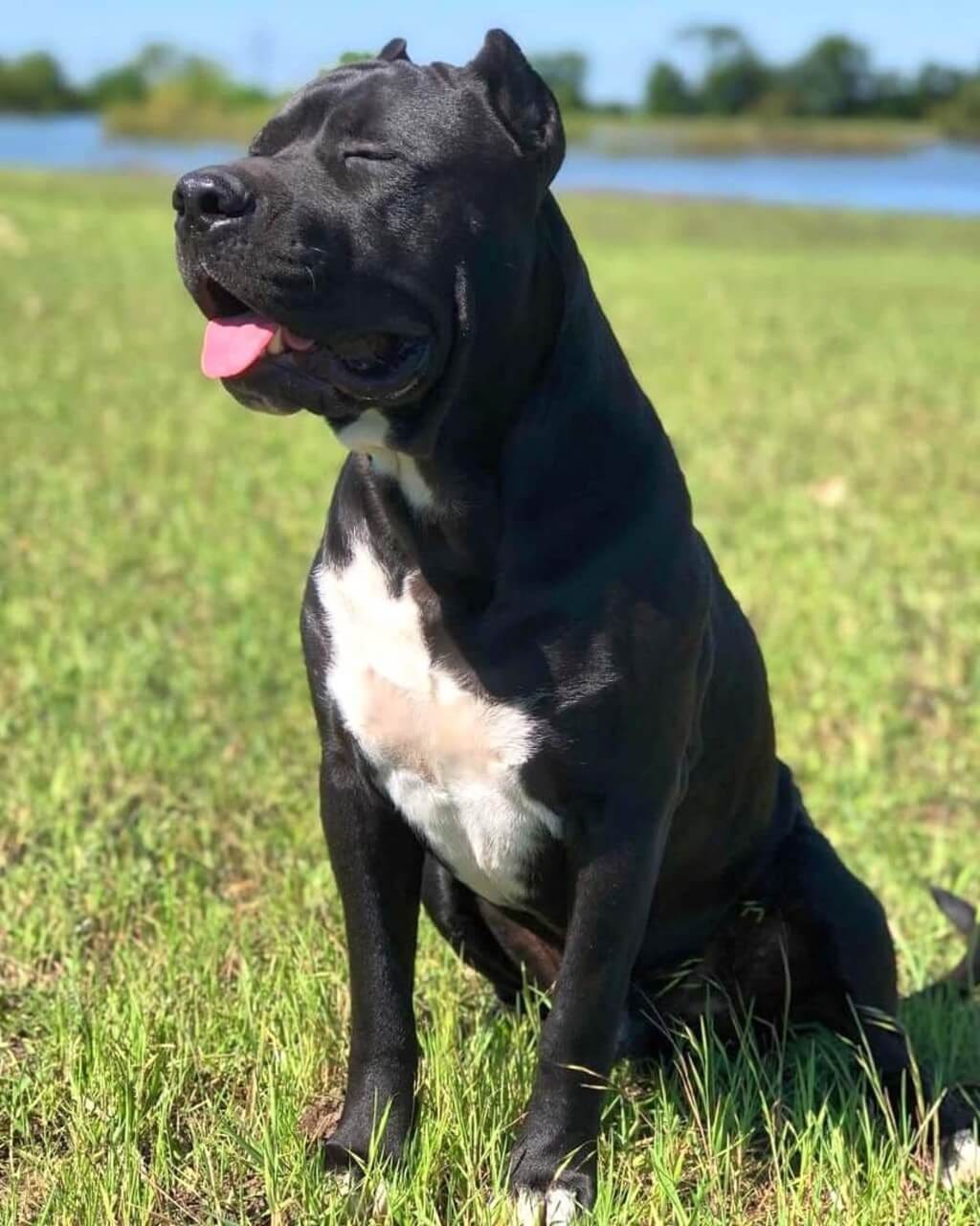 italian mastiff and pitbull mix