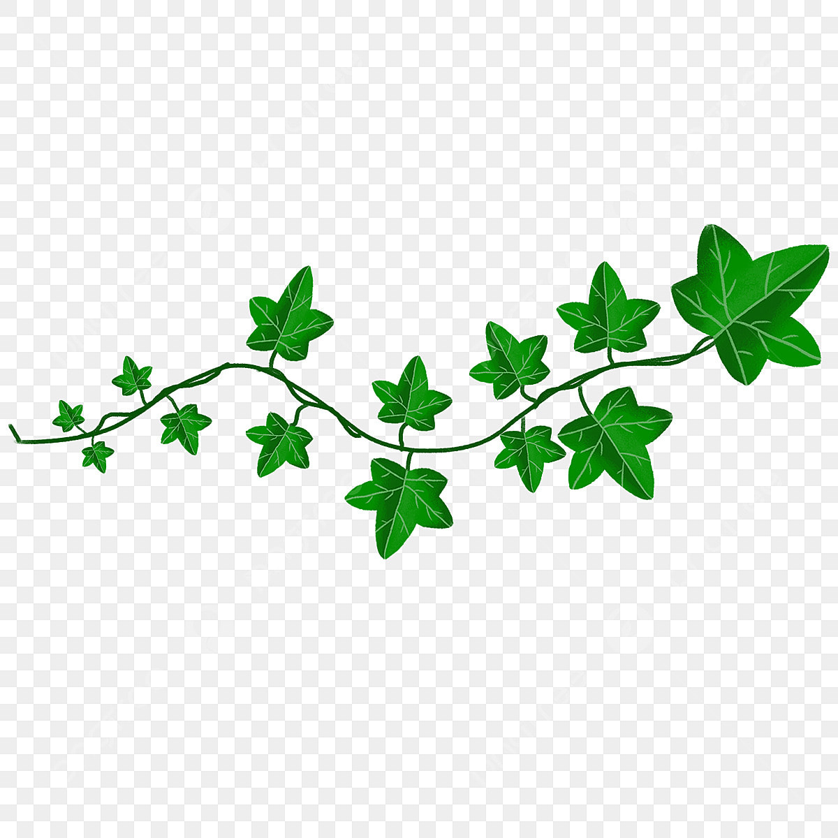 ivy clipart