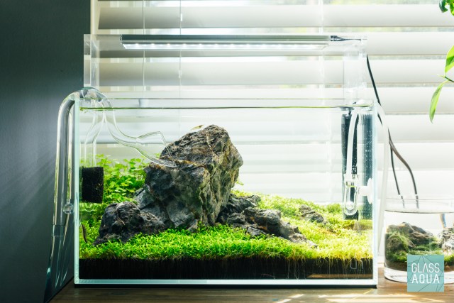 iwagumi aquascape