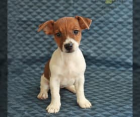 jack russell long hair puppies for sale