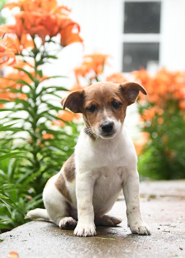 jack terrier puppies for sale