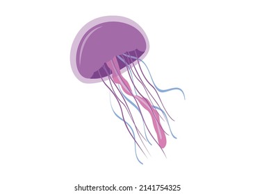 jellyfish vector