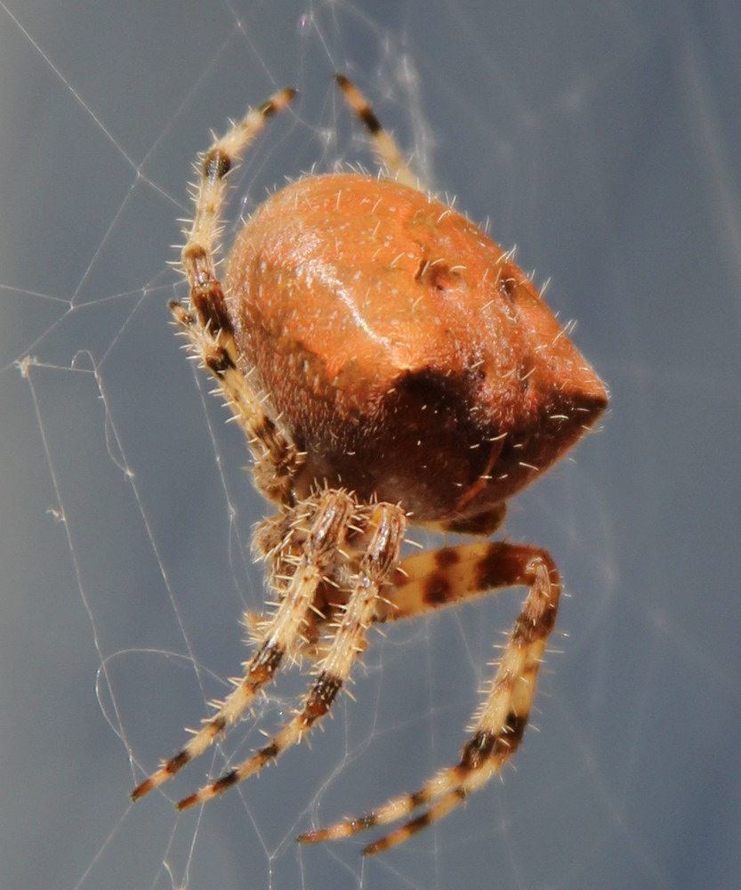 jewel spider alberta