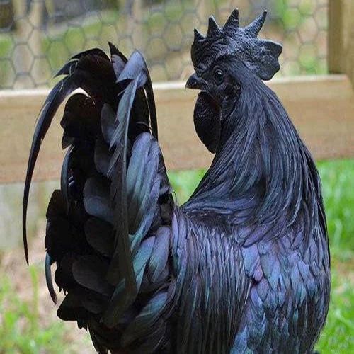 kadaknath chicken in chennai