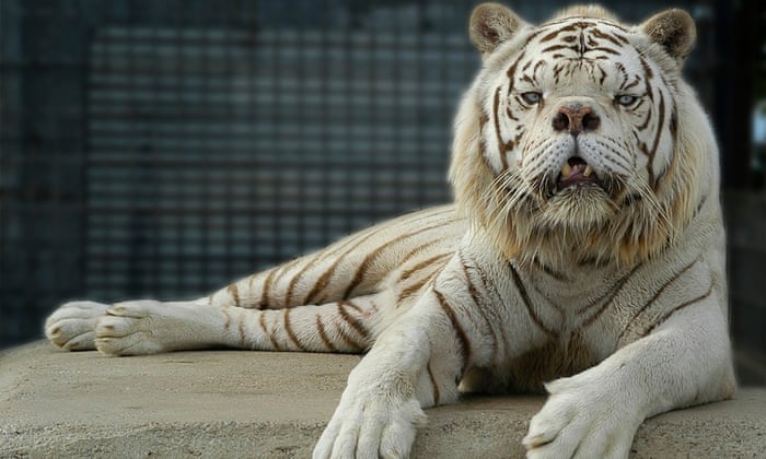 kenny the white tiger