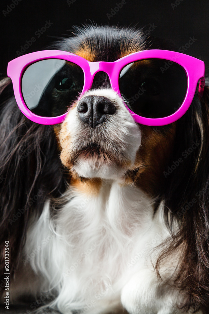 king charles spaniel funny