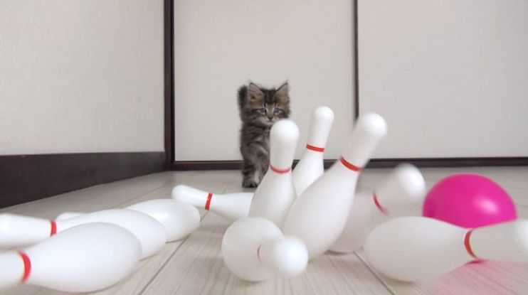 kitten bowling