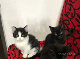 kittens for sale havant