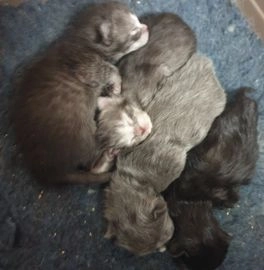 kittens for sale yorkshire