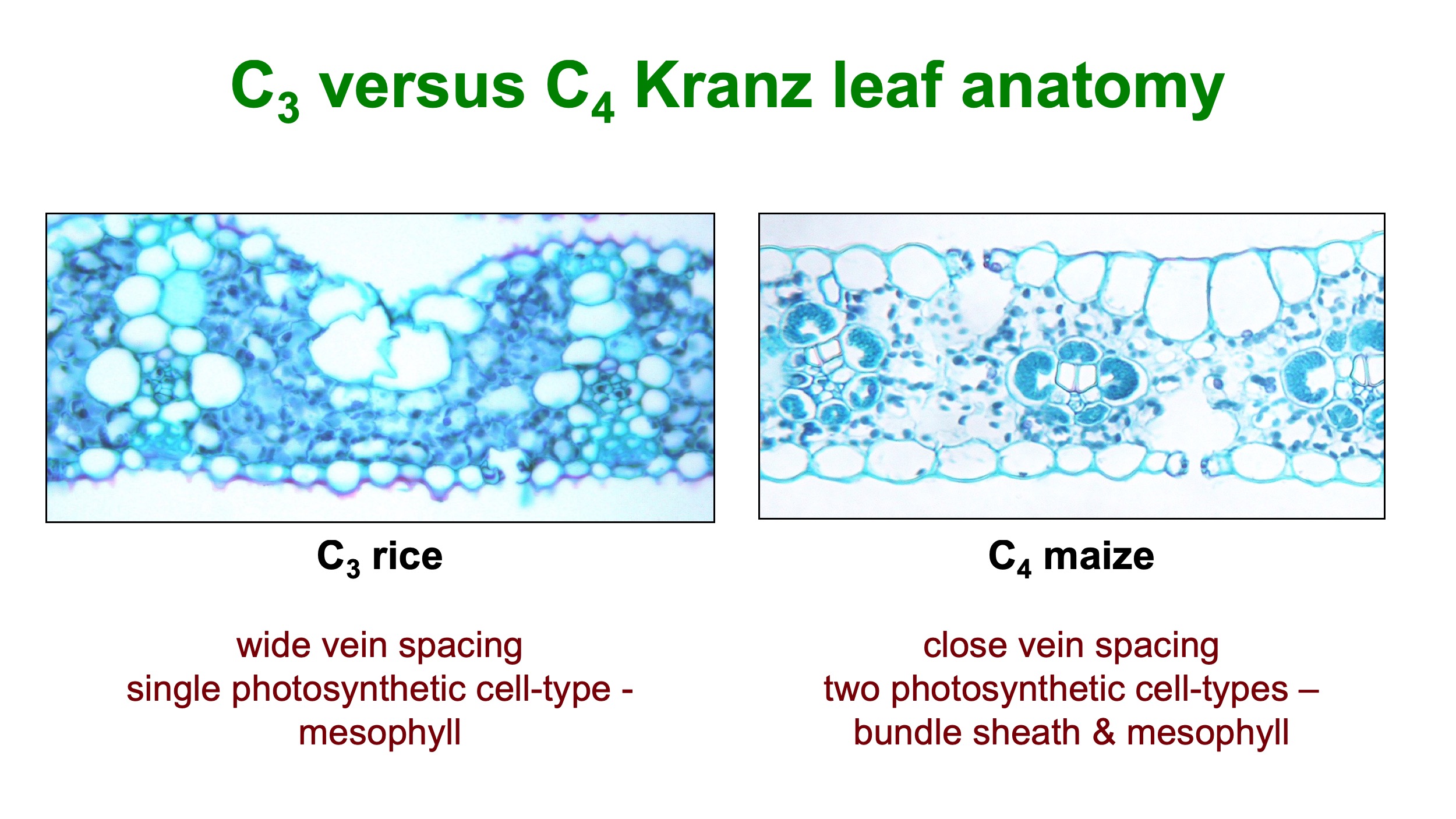 kranz anatomy is found in the leaves of