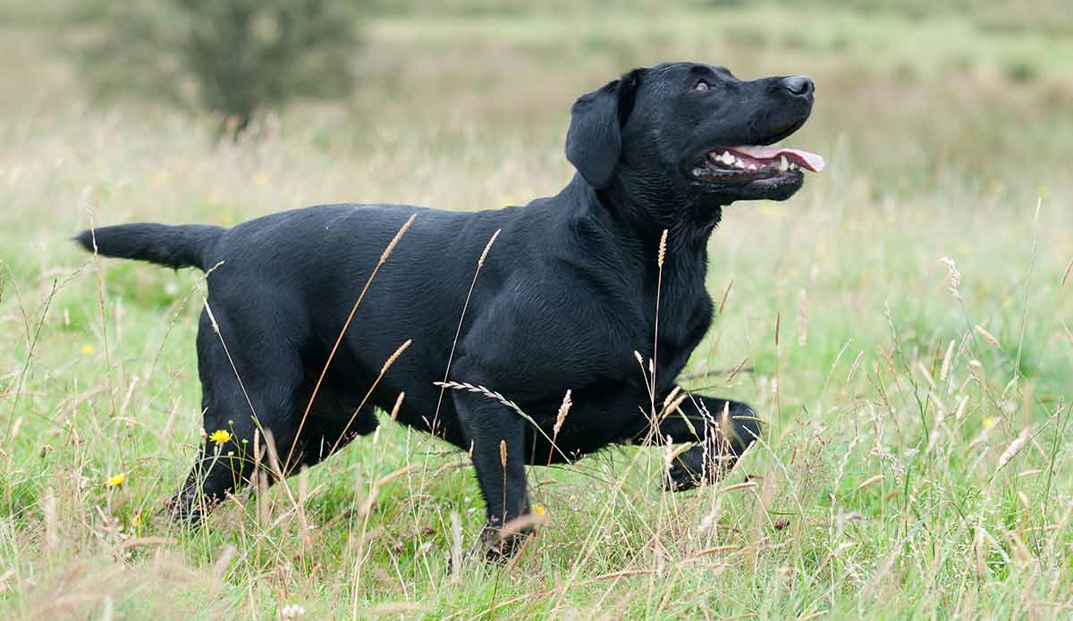 lab pointer mix