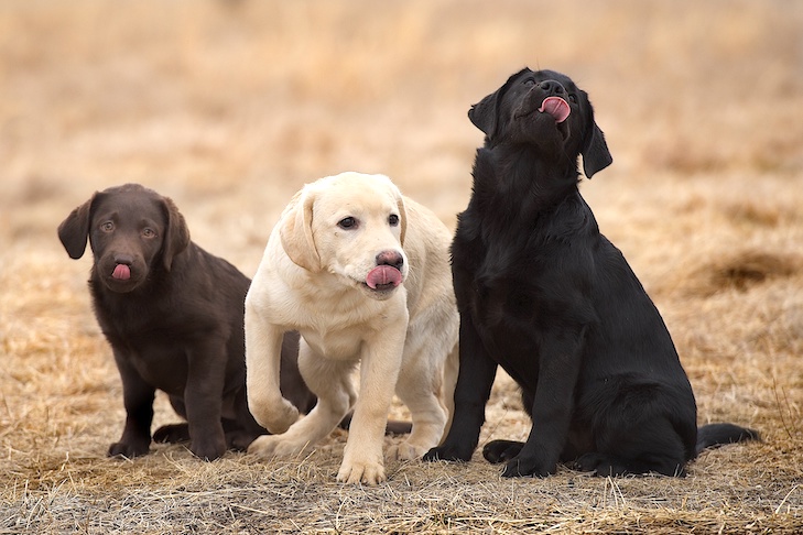 lab pups