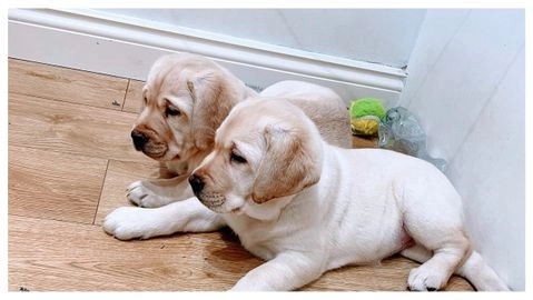 labrador puppies for sale in cardiff