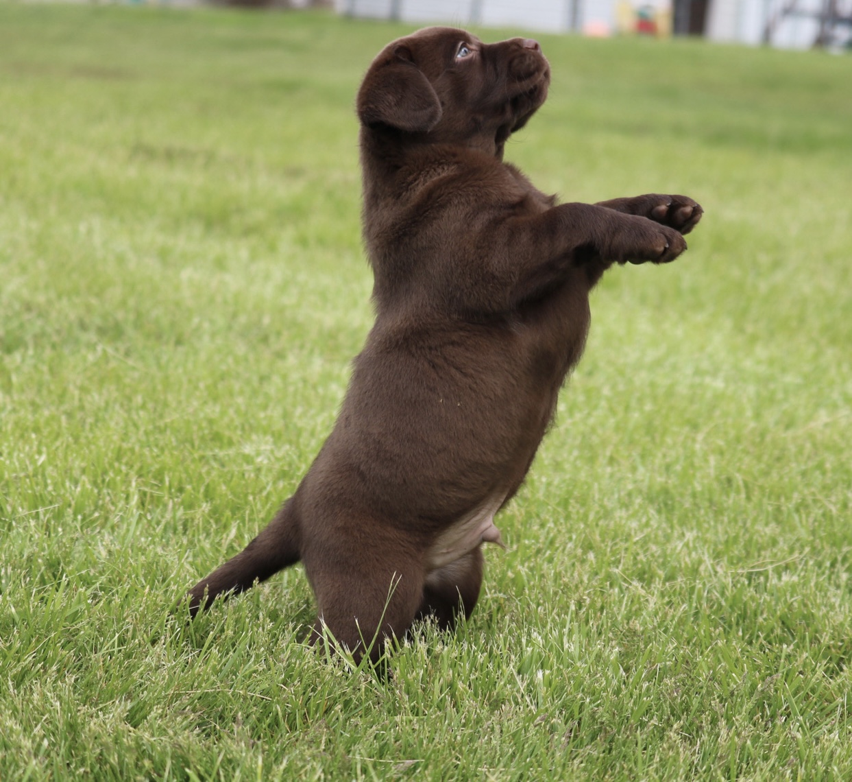 labrador puppies for sale in illinois