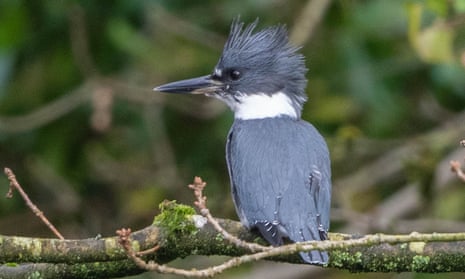 lancashire birds latest sightings