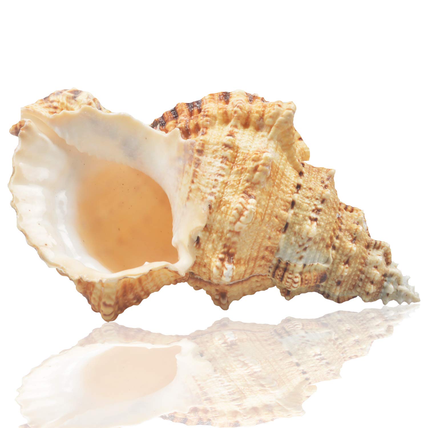 large shells for sale