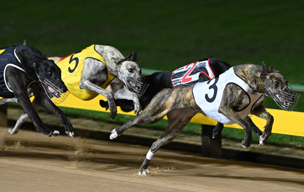 last nights greyhound results