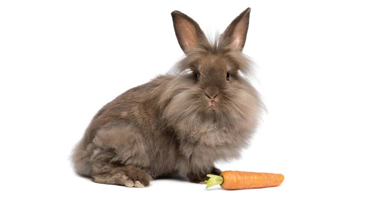 lionhead rabbit lifespan