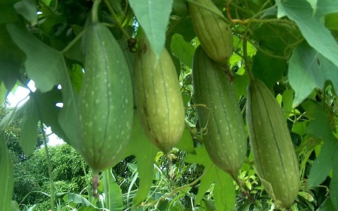 luffa vegetable in hindi