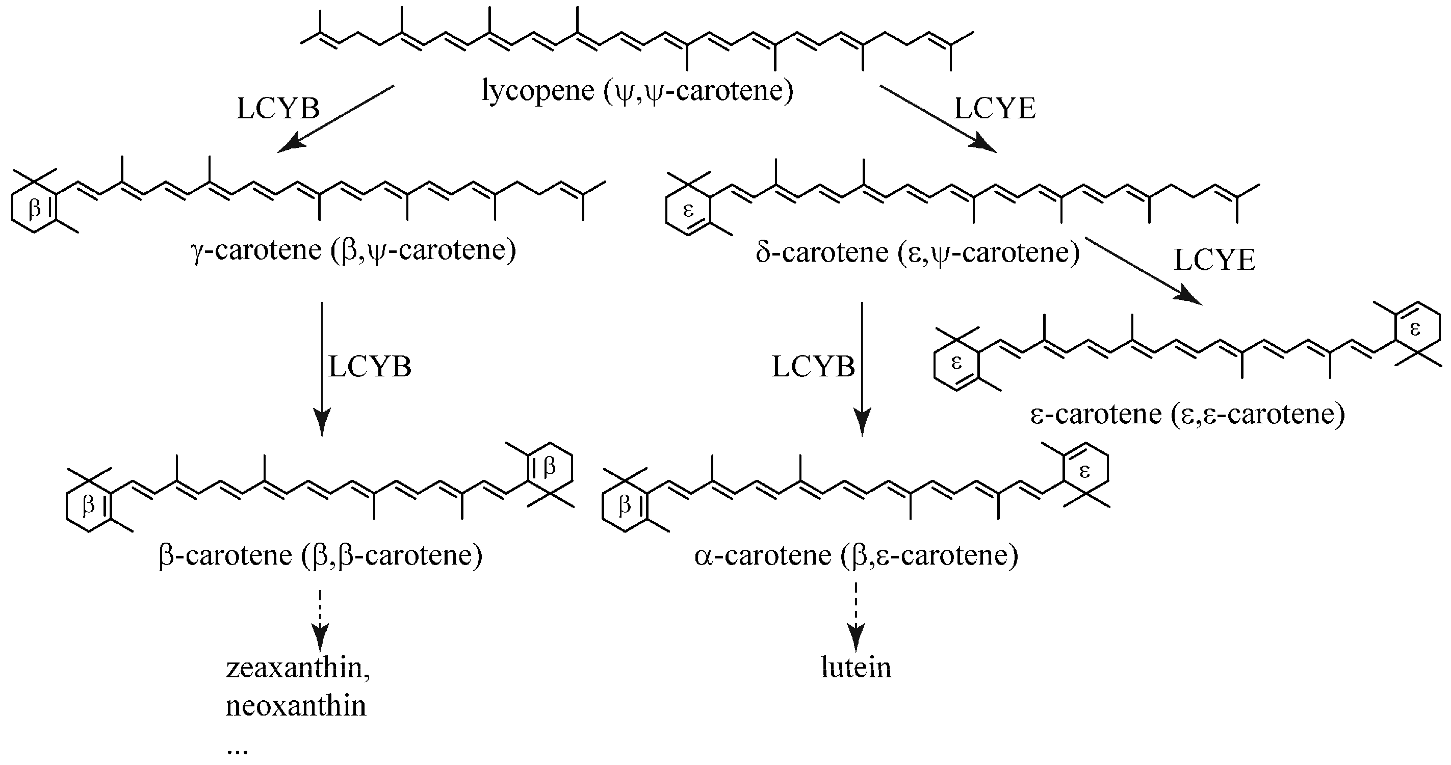 lycopene beta cyclase