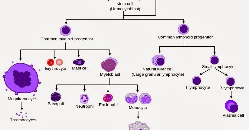 lymphocytes 中文