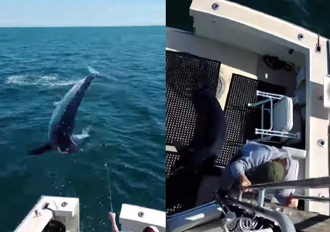 mako shark chasing boat