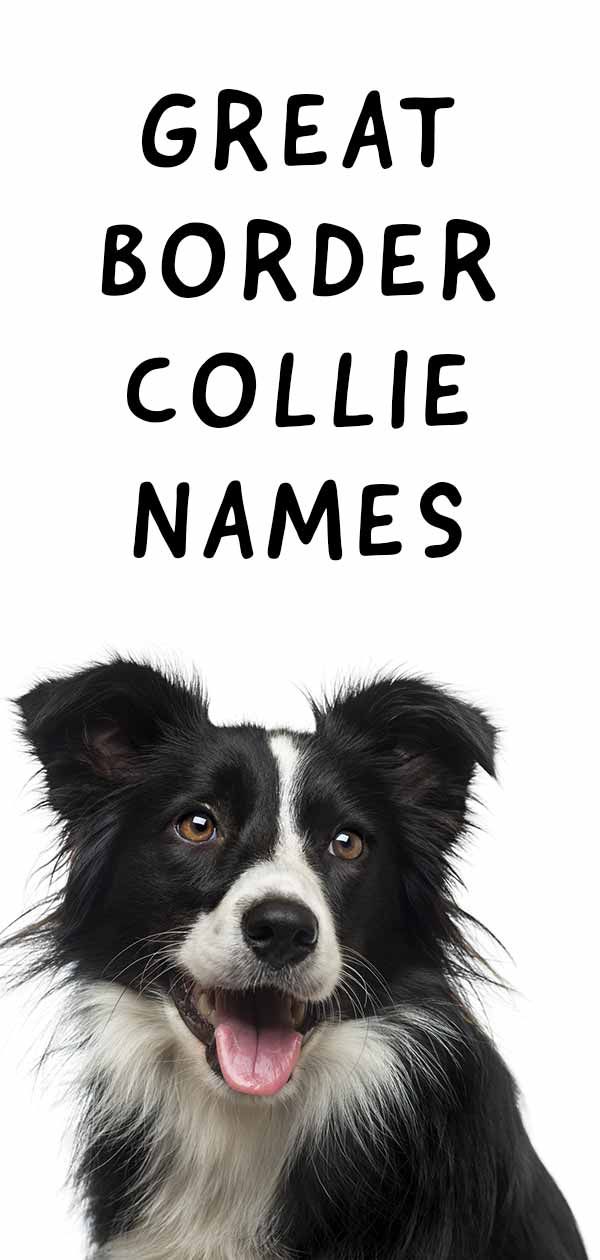 male dog names border collie