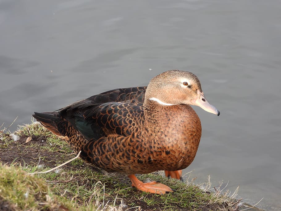 male duck crossword clue