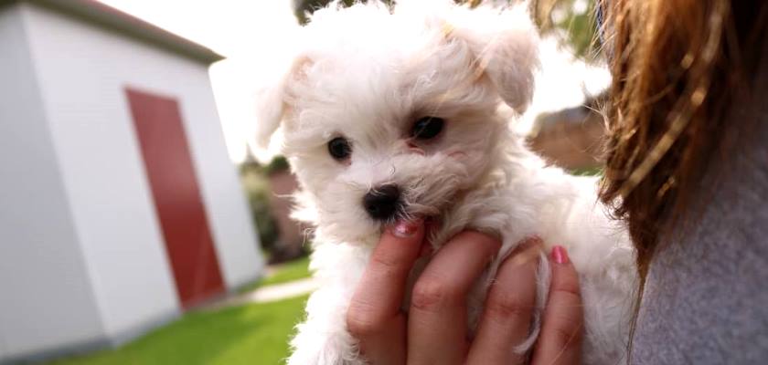 maltese terrier ekşi