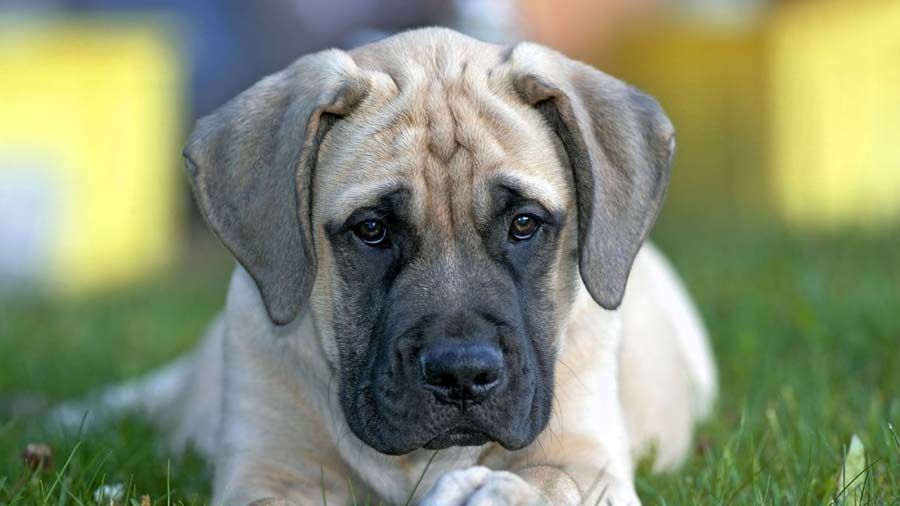 mastiff puppy pictures