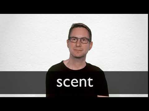 meaning of scent in hindi