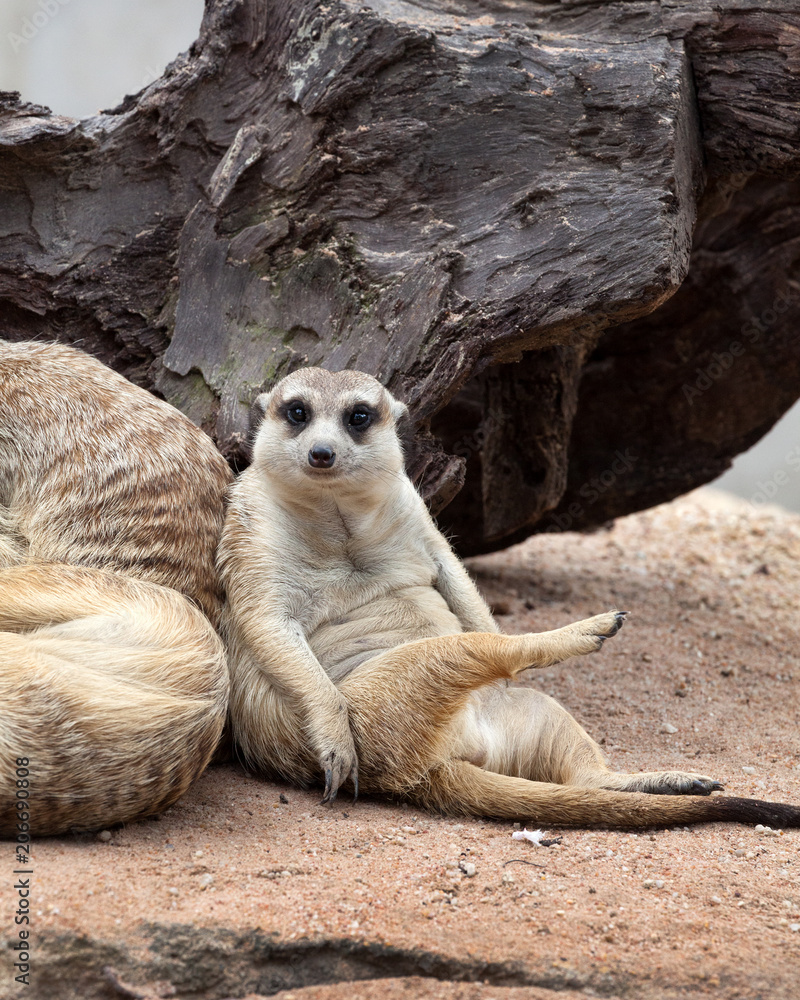 meerkat funny