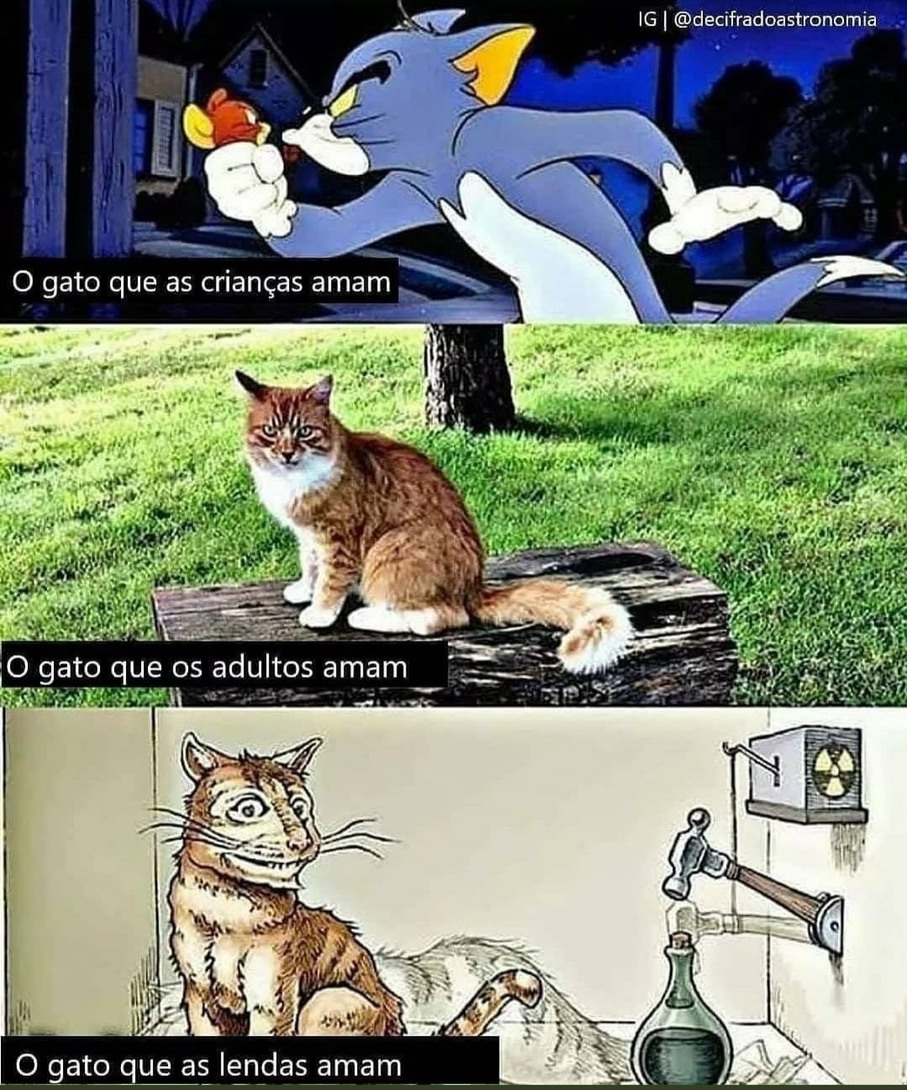 meme gato de schrodinger