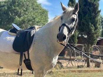 milanuncios caballos castilla y león