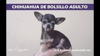 mini chihuahua de bolsillo adulto