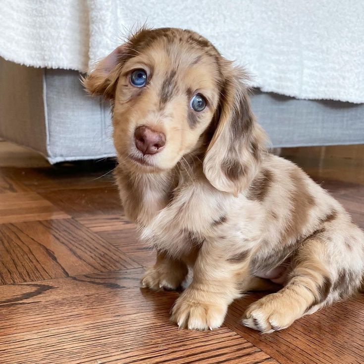 miniature dachshund puppies