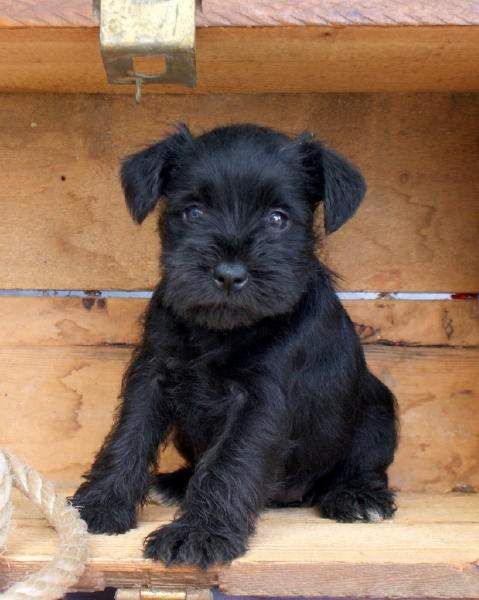 miniature schnauzer black puppy